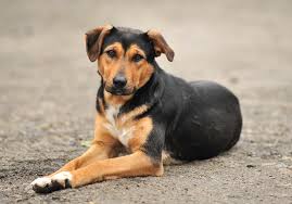 Preocupación en la comunidad de Lanco por ataques de perros comunitarios